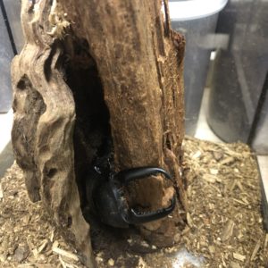 我が家のパラワンオオヒラタクワガタの贅沢な飼育環境について