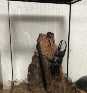 GEX EXOTERRA グラステラリウム ナノ