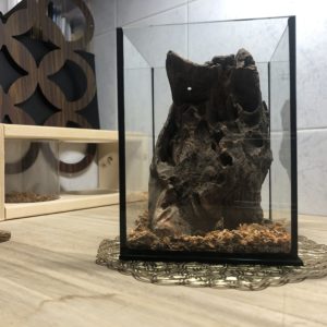 ミニ水槽のクワガタテラリウムをご紹介